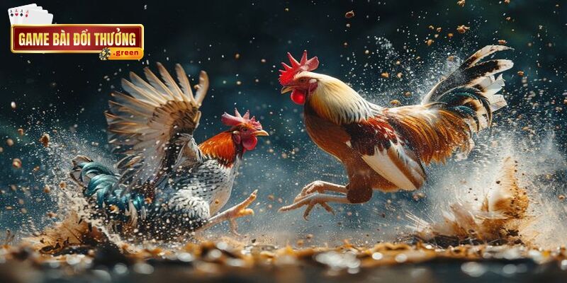 Đá gà cựa dao là một trong những hình thức được lựa chọn nhiều nhất hiện nay